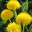 Taraxacum .